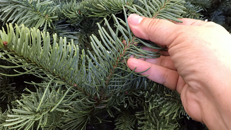 how to get rid of christmas tree bugs