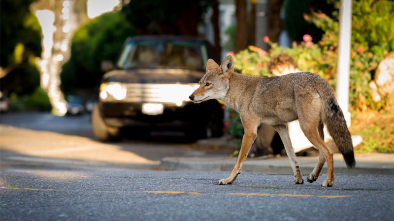 how to get rid of coyotes