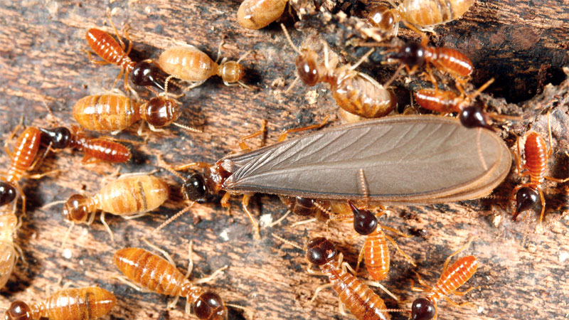 how to get rid of flying termites