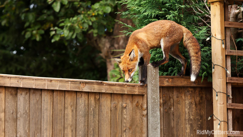 how to get rid of foxes