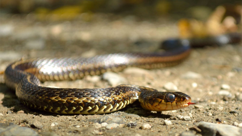 how to get rid of garter snakes