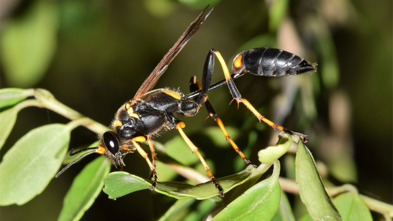 how to get rid of mud daubers