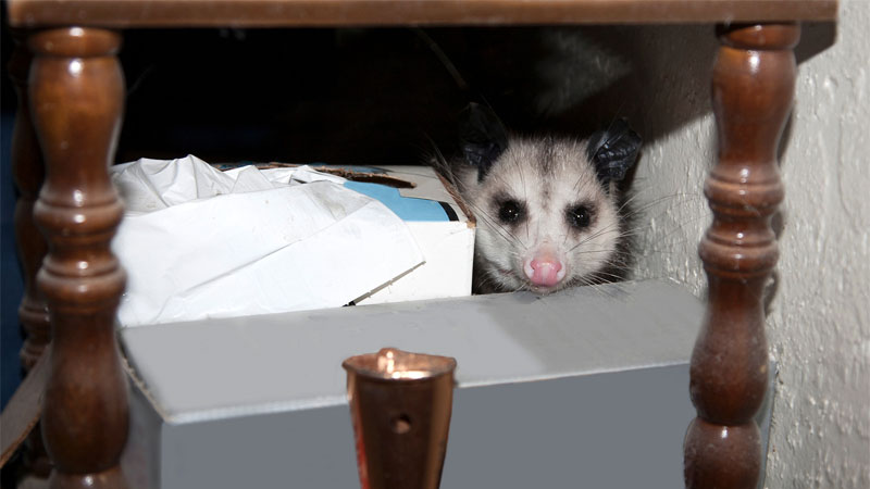 how to get rid of possums