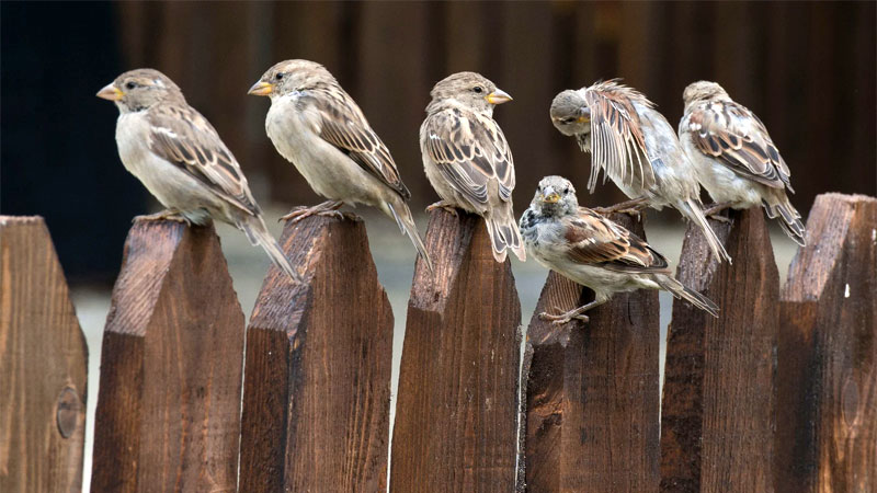 how to get rid of sparrows
