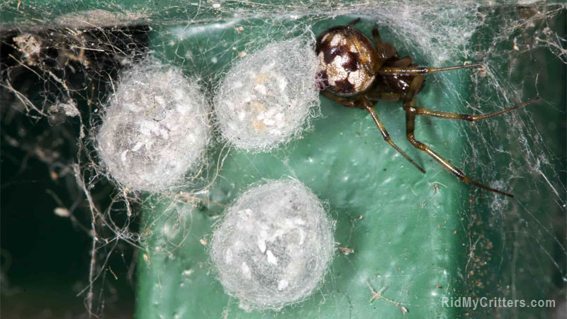 how to get rid of spider eggs