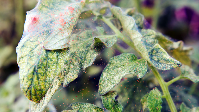 how to get rid of spider mites