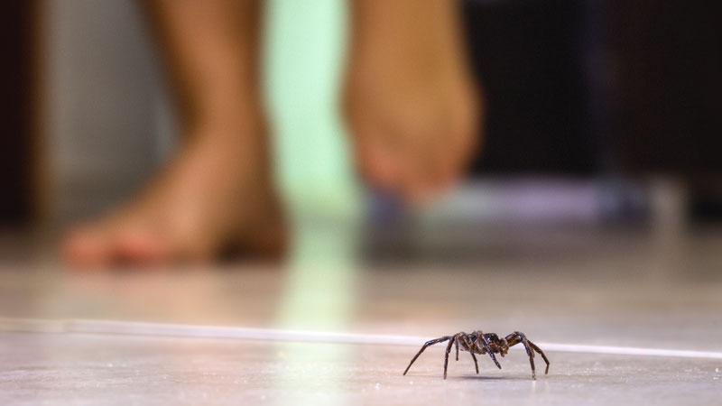 How To Get Rid Of Spiders From Your, How To Get Rid Of Spiders In A Basement Apartment