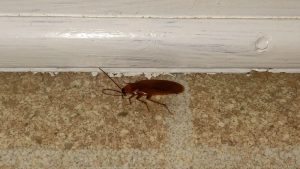 how to get rid of wood roaches
