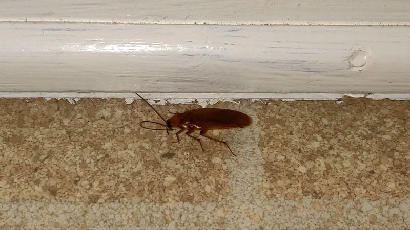 how to get rid of earwigs in your house reddit