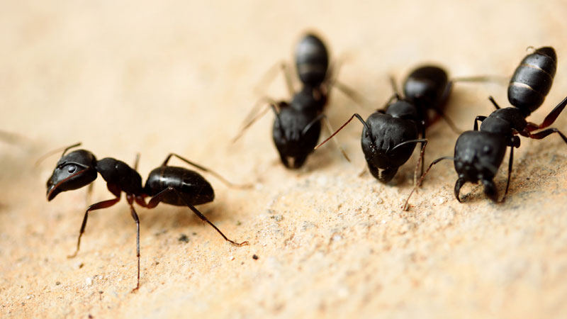how to kill carpenter ants