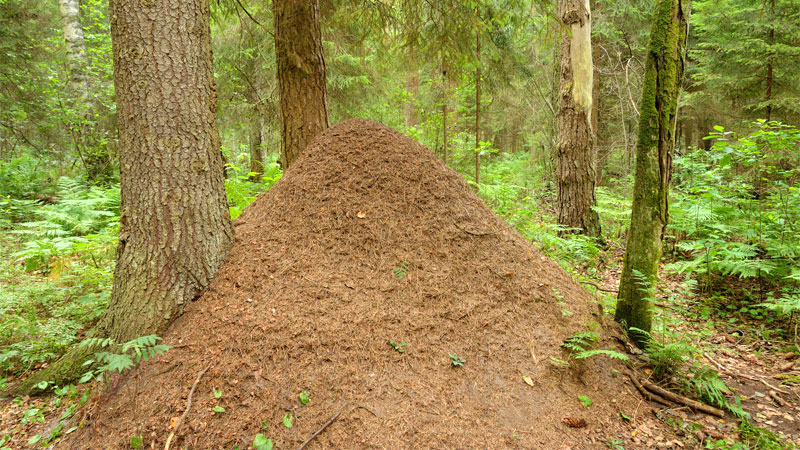 huge ant hill