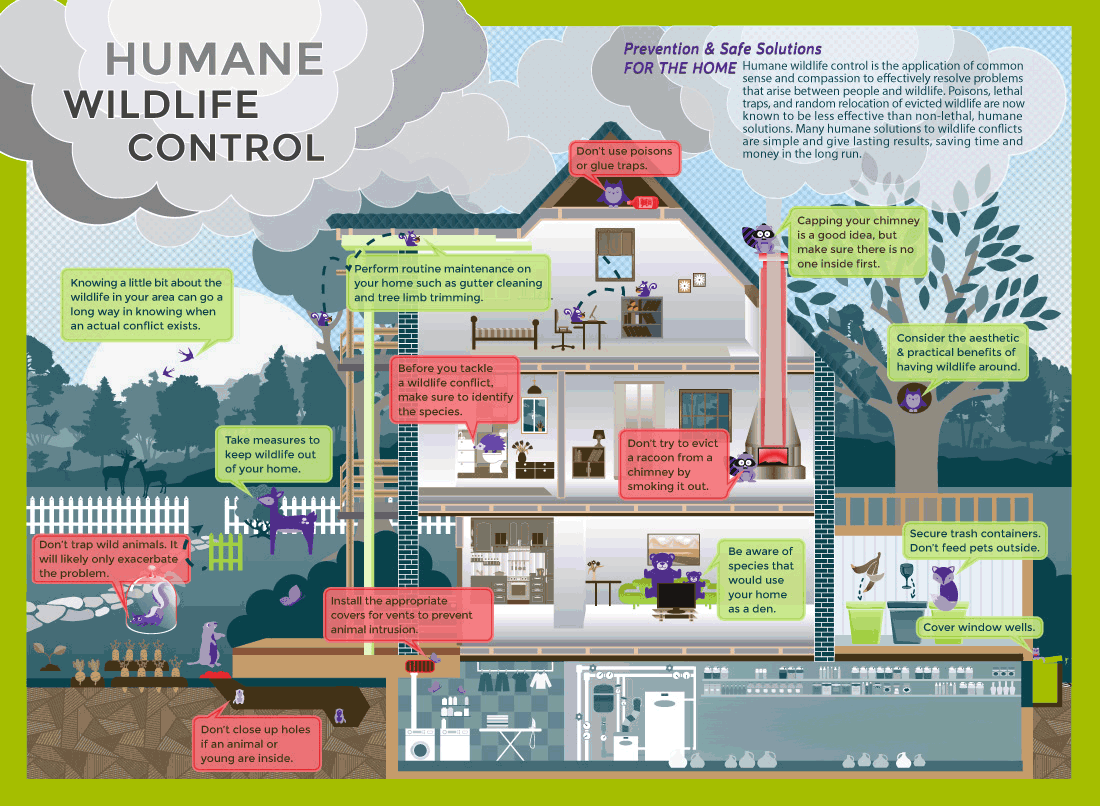humane critter control infographic
