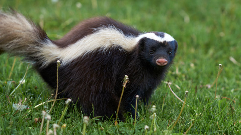 Humboldt's hog-nosed skunk