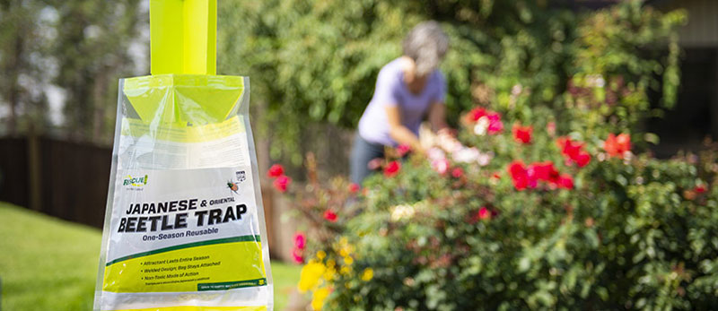 Japanese beetle trap