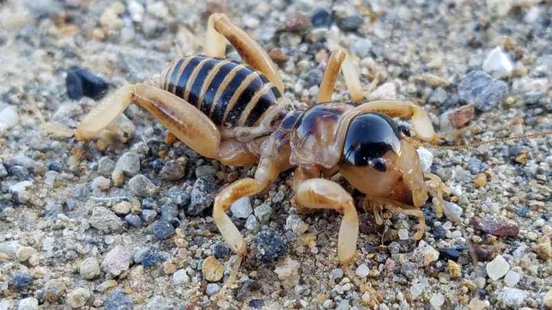 Jerusalem cricket