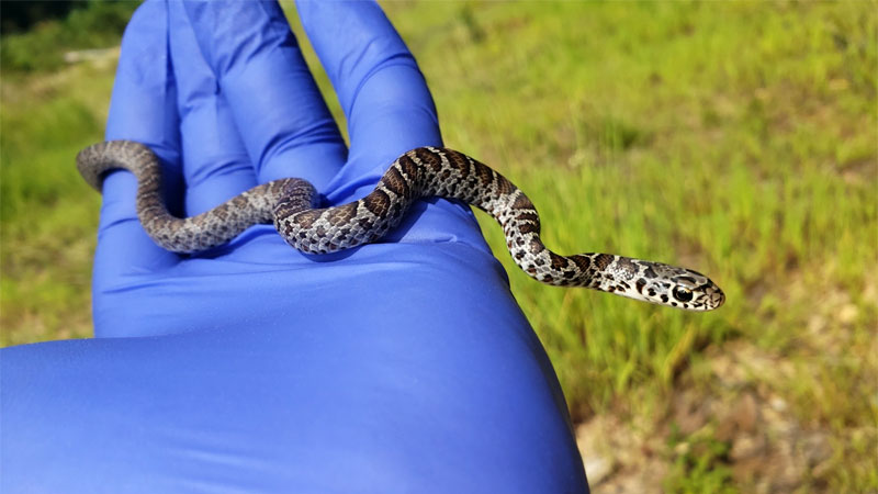 juvenile black racer snake