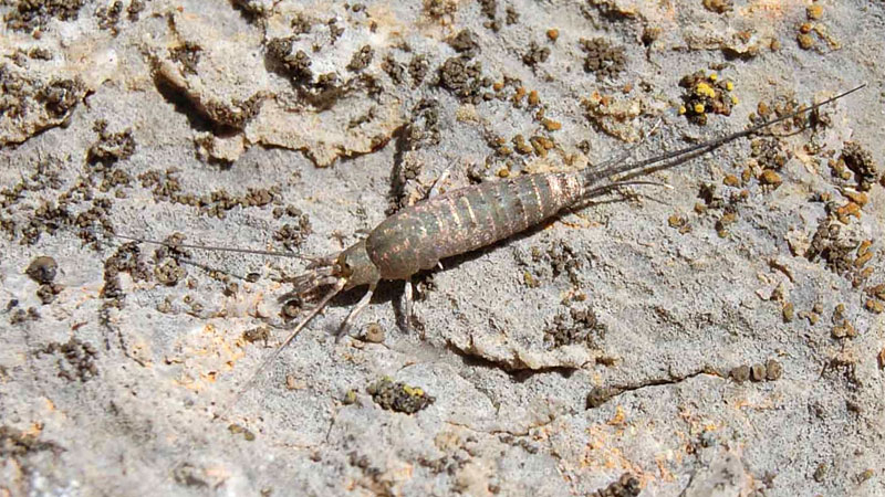 jumping bristletail silverfish