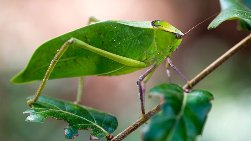 katydid