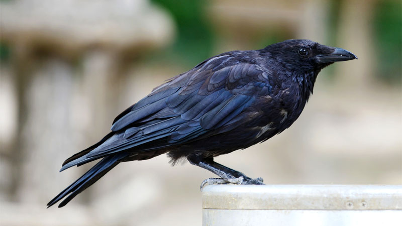 keep crows away