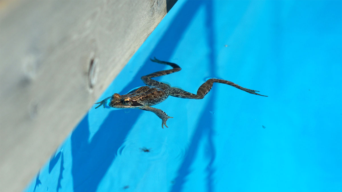 keep frog away from pool