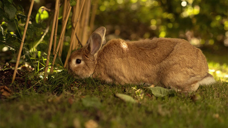 How to Get Rid of Rabbits (and Keep Them Away)
