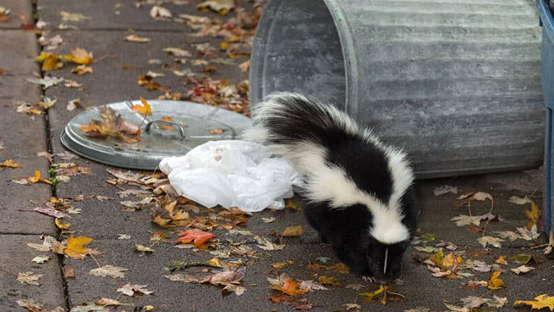 keep skunks away