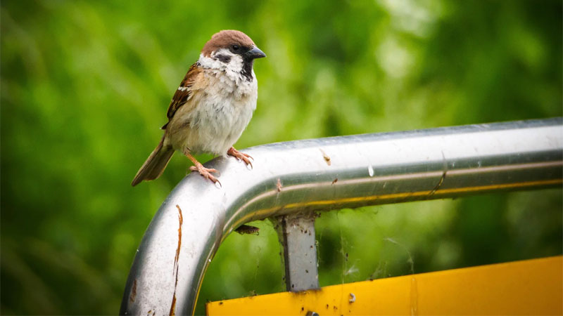 keep sparrows away