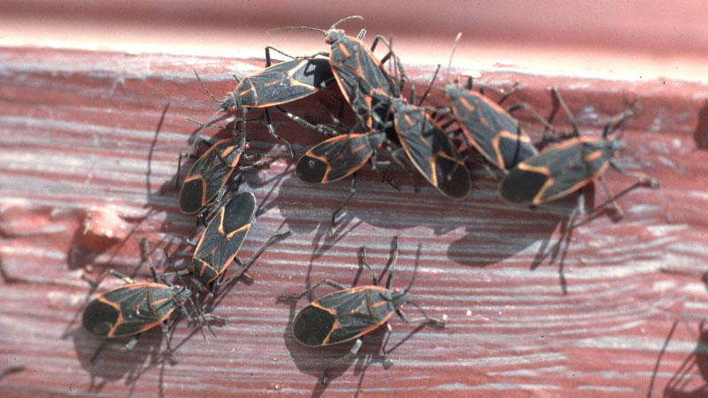 keeping boxelder bugs away