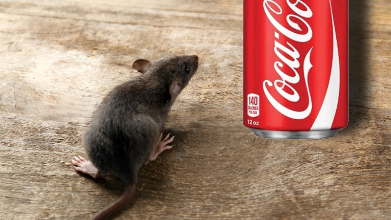 killing rats with coke