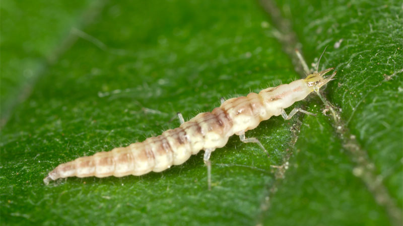 lacewing larvae