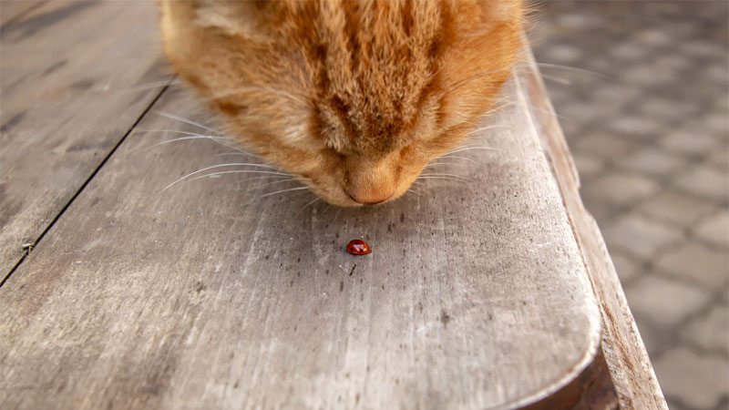 ladybug and cat