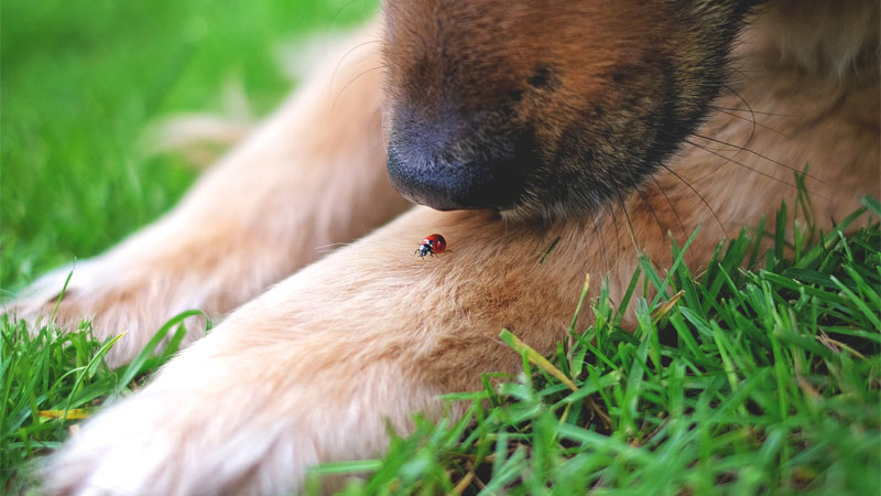 ladybug and dog