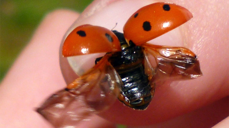 ladybug wings spread