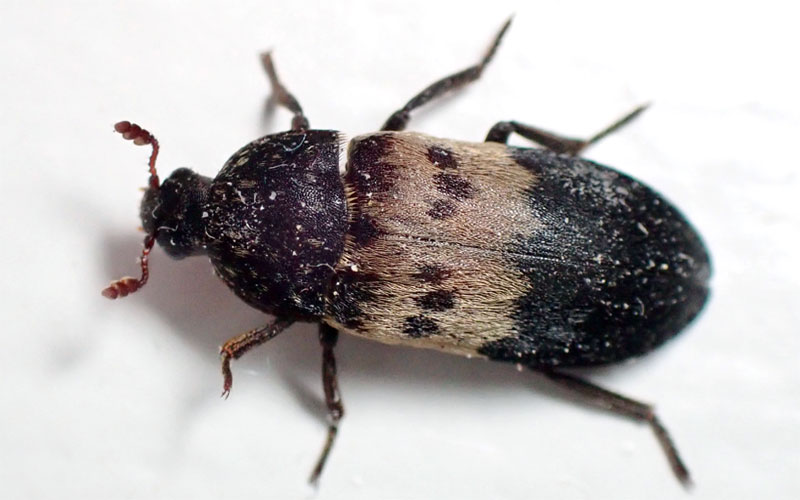 larder beetle closeup