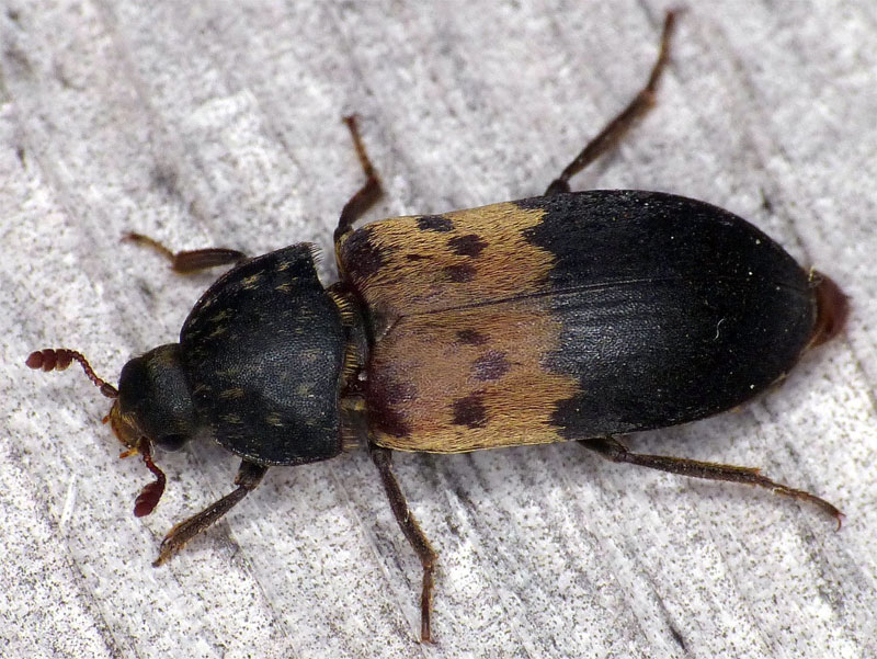 larder beetle closeup2