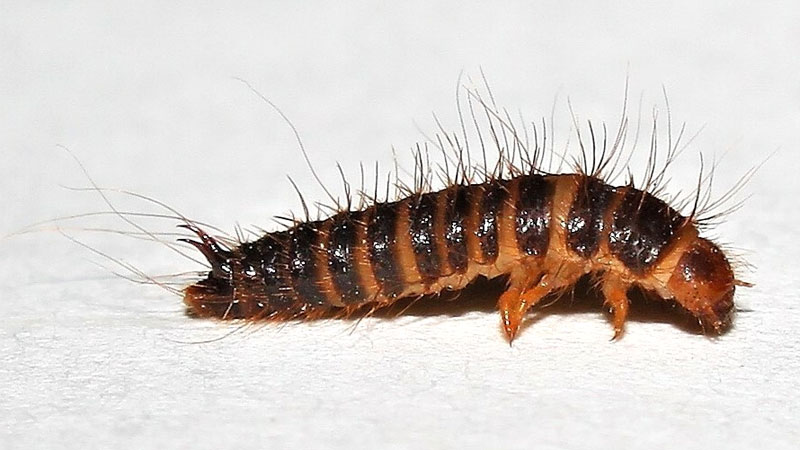 larder beetle larvae
