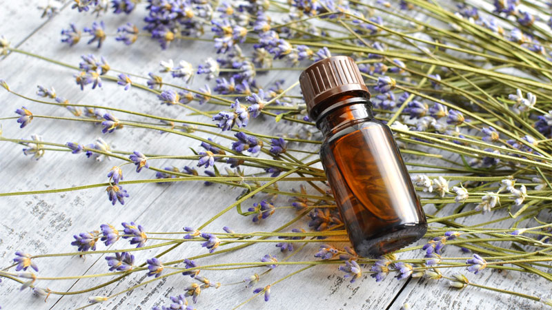 lavender essential oil