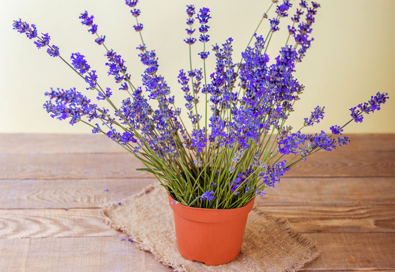 lavender plant