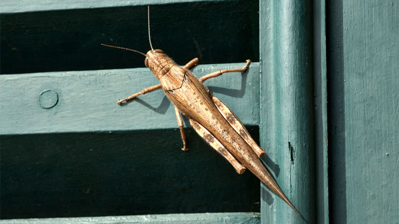 locust in the house
