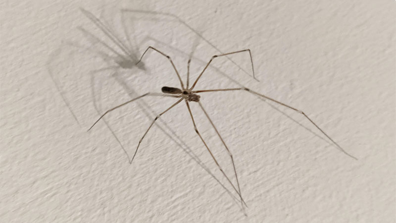 long bodied cellar spider