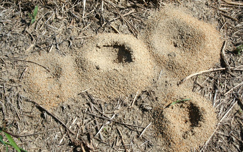 many ant hills in yard