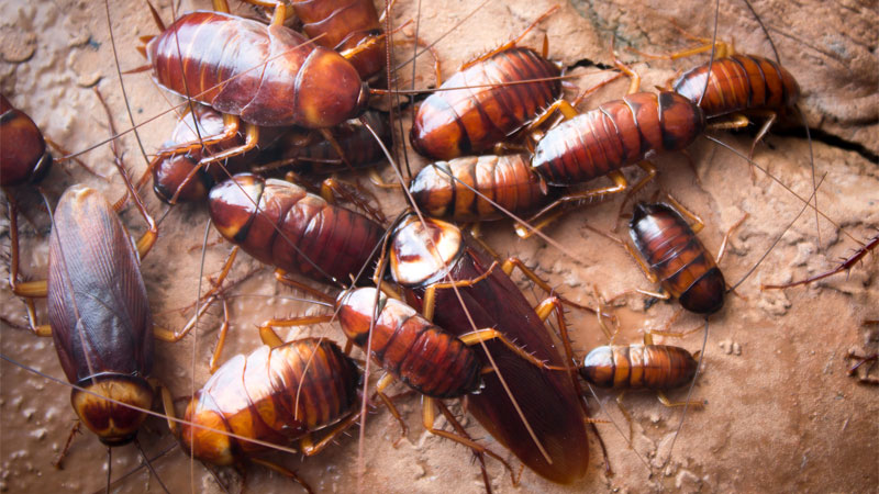 many cockroaches