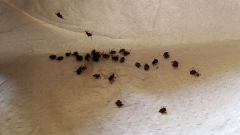 many ticks