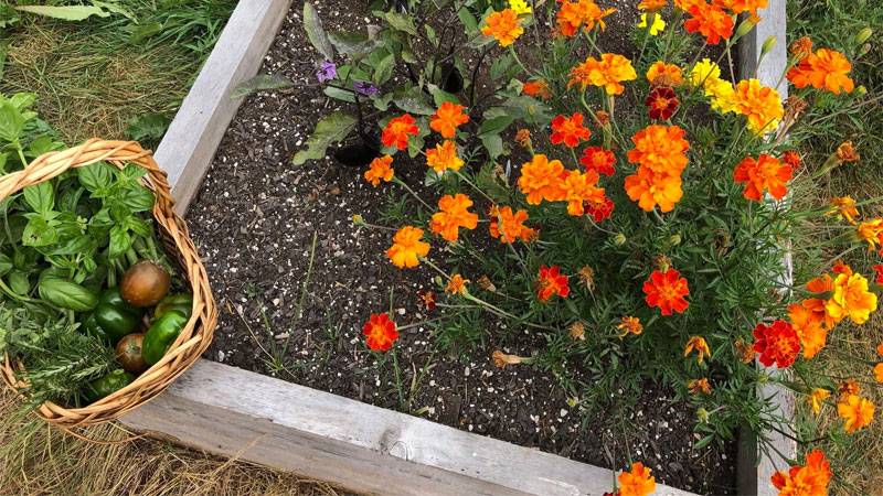 marigolds in garden