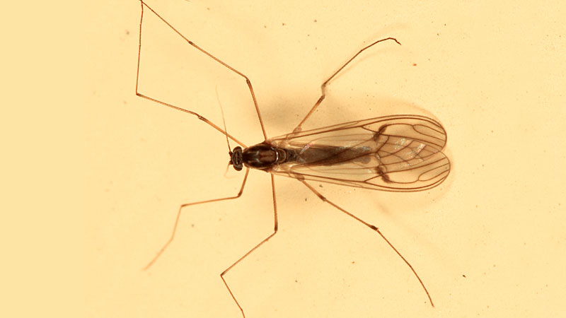 meniscus midge