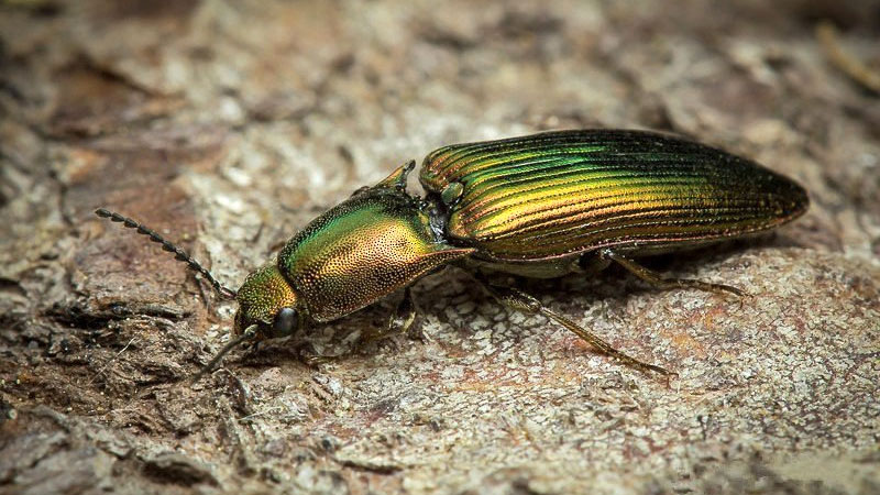 metallic click beetle