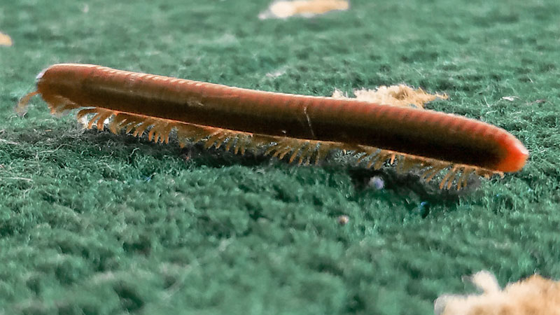 millipede in carpet