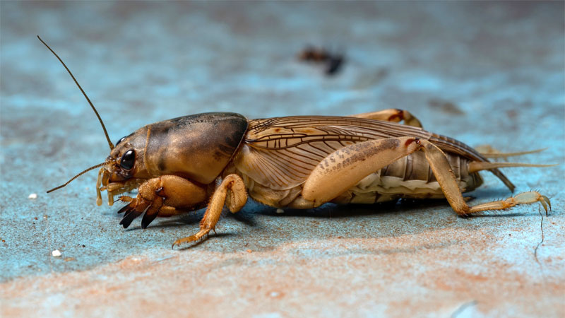 types of crickets