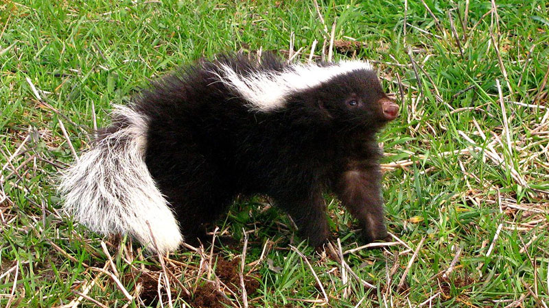 Molina's hog-nosed skunk