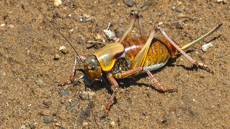 mormon cricket